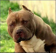 Pin By Volkan Cavus On Boss Bully Breeds Dogs Dogs Pitbull Dog
