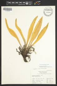 Image result for Swertia pleurogynoides