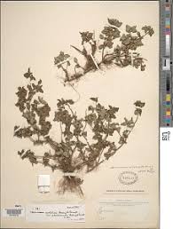 Image result for Spermacoce ruelliae