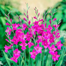 Image result for Gladiolus zambesiacus