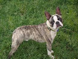 Are you searching for a boston terrier breeder? Color Examples All Color Boston Terrier Club Boston Terrier Puppy Boston Terrier Funny Boston Terrier Dog