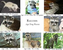 Care For Baby Raccoons The Arc Animal Rehabilitation Center
