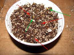 With a growing interest in starting cacti from seed, i see many people asking about how to begin. Raising Cactus From Seed On Line Guide To The Positive Identification Of Members Of The Cactus Family
