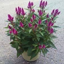 Image result for Celosia elegantissima