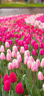 All flower background photos are available in jpg, ai, eps, psd and cdr format. Pink Flowers Garden Wallpaper Kolpaper Awesome Free Hd Wallpapers