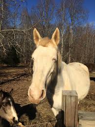 Merry Christmas to me! Someone chopped my mare's forelock off : r/Equestrian