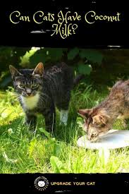 Can kittens drink cow's milk or should they drink lactose free milk? Can Cats Have Coconut Milk Unfortunately Not And Here S Why Upgrade Your Cat Milk For Cats Cats Coconut
