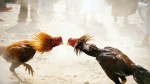 Dan dapatkan penghasilan per hari 50.000 wooww. Ternyata Sabung Ayam Jadi Olahraga Primadona Di Filipina Dianggap Sebagai Industri Miliaran Dolar Tribunnews Com Mobile