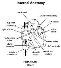Certain medical conditions can also affect your sleeping heart rate. Heart Disease In Cats Symptoms Causes Treatment