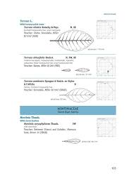 Image result for Chamaecrista zambesica