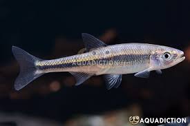 Image result for Xyris rhodolepis