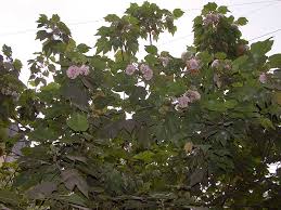 Image result for Dombeya acutangula