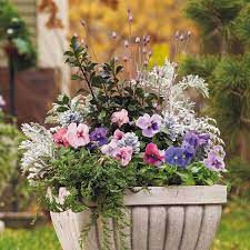 Consider where you're going to keep your pot. Pansy Winter Container Winter Container Gardening Container Gardening Winter Flowers