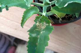 Image result for puklice na pokojových rostlinách obrázek