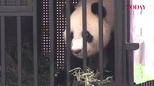 Vienna zoo welcomes adorable twin baby giant pandas: S M Ong Let S Welcome Prince William Kate Like They Re Giant Pandas