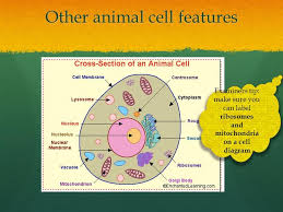 Plant and animals lead completely different because of such significant differences, their cells also look and function differently. Animal Cell Shape Shefalitayal