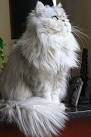 Top 10 Long-haired Cats - Animal Wised