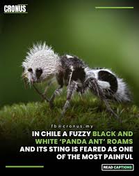 Image result for panda ant