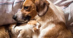 View all pet grooming & hygiene. Including Pets In Protection Orders A State By State Guide