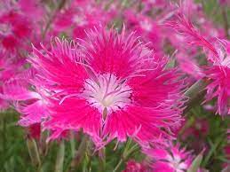 Nadeshiko Amazing Flowers Pink Flowers Flower Garden Plants