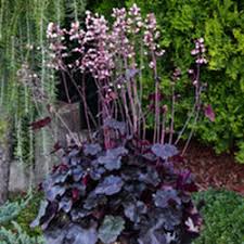 Image result for Heuchera `Swirling Fantasy`