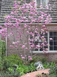 Image result for magnolia soulangeana