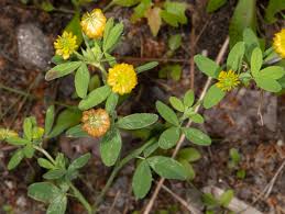 Image result for Trifolium simense