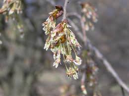 Image result for Ulmaceae