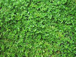 Image result for Grewia rugosifolia