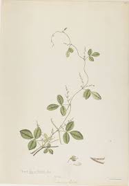 Image result for Teramnus