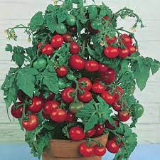 'tiny tim' _ 'tiny tim' is a compact, upright, bushy, tender perennial widely cultivated as an annual, with pinnate, toothed, hairy, aromatic, dark green leaves and we do not currently have companion plants added for this plant. Tiny Tim