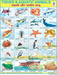 Fish Aquatic Animals Fish Chart School Posters Animals