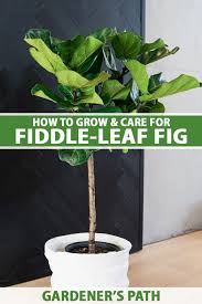 Check spelling or type a new query. How To Grow And Care For Fiddle Leaf Fig Gardener S Path