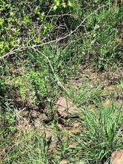 Image result for Hibiscus meyeri