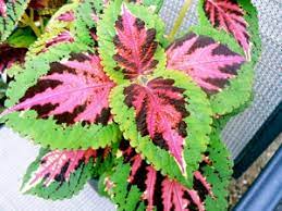 Marque verte calmelia vigne rouge feuille 70g du laboratoire marque verte est composé exclusivement de feuilles de vigne rouge. Coleus Culture Et Soins