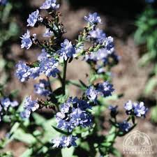 Image result for Anchusa capensis
