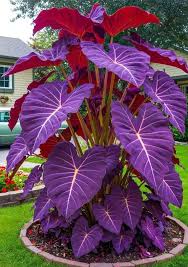 Image result for Coleus sessilifolius