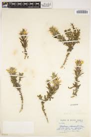 Image result for Blepharis involucrata