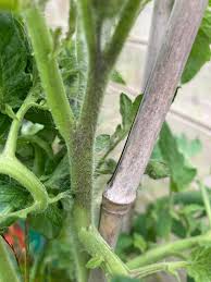Image result for tomato seedling botrytis
