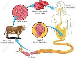 Image result for Beef Tapeworm