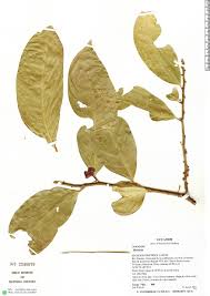 Image result for Olacaceae