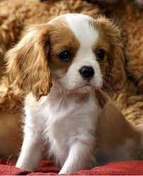 Free shipping on all orders over $35. Puppy Gallery King Charles Cavalier Spaniel Puppy King Charles Dog King Charles Puppy