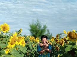 Taman bunga matahari yang ada di sini cukup luas lho. Spot Kece Taman Bunga Matahari De Jogja Adventure