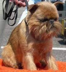 mne nravitsya poroda bryusselskij griffon kartiny zhivotnyh milye zhivotnye