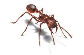 Us 1302 natchitoches st west monroe, la 71292. Redd Pest Control Control Roaches Ants Bedbugs Rats Mice Fleas Ticks Mosquitos And Termites In Monroe Ruston Louisiana
