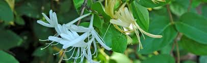 Now they also have those brown/grey spots. Honeysuckle Flowers Have Changed Color Melinda Myers