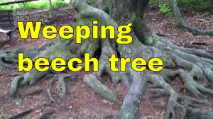 Oct 22, 2018 · if you keep staking up a main branch on a weeping purple beech, it will be possible to make a larger tree than the 12′ max height they often are labeled as. Tree Identification Weeping Beech Fagus Sylvatica Pendula Identification Video Uk Youtube