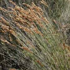 Image result for Aristida congesta