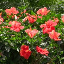 Image result for Hibiscus
