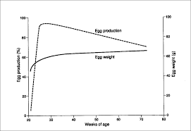 raising chickens for egg production small and backyard poultry